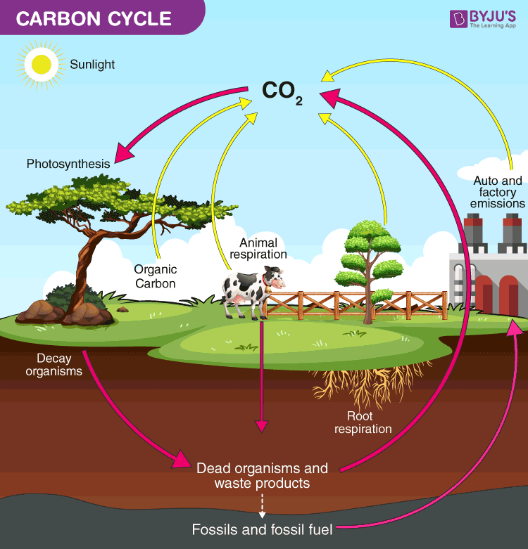 carbon-cycle-definition-human-impacts-importance-diagram